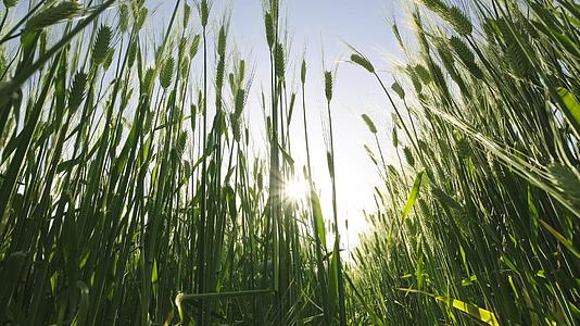 4K仰拍阳光透过绿色的小麦水稻视频的预览图