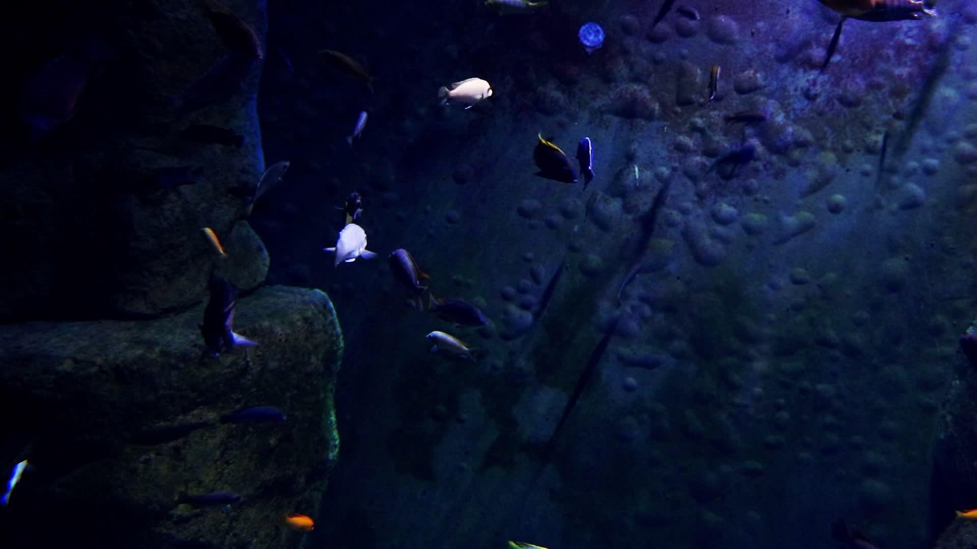 五颜六色的鱼在暗水中游泳视频的预览图