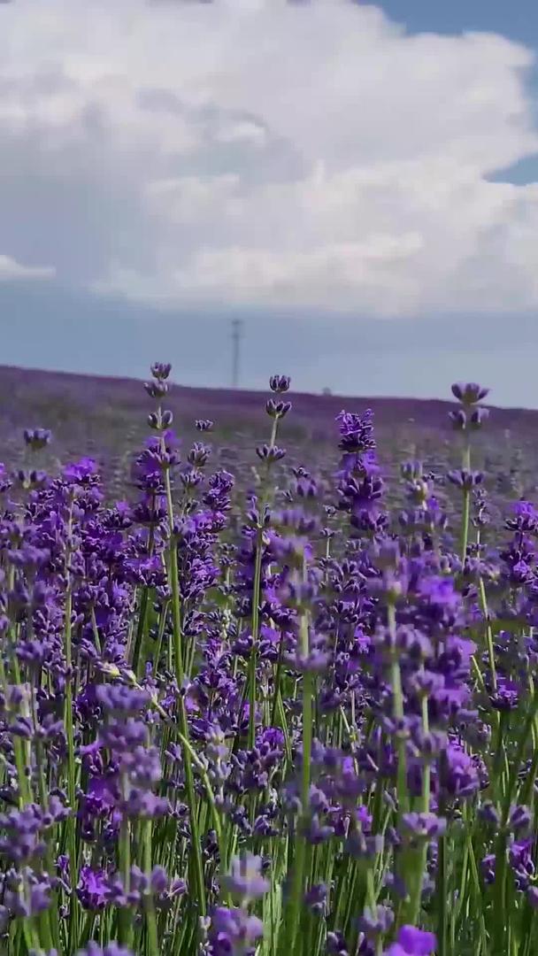 拍摄新疆伊犁霍城紫色薰衣草视频集合视频的预览图