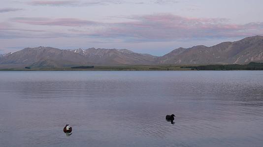 两只野鸭在湖游视频的预览图