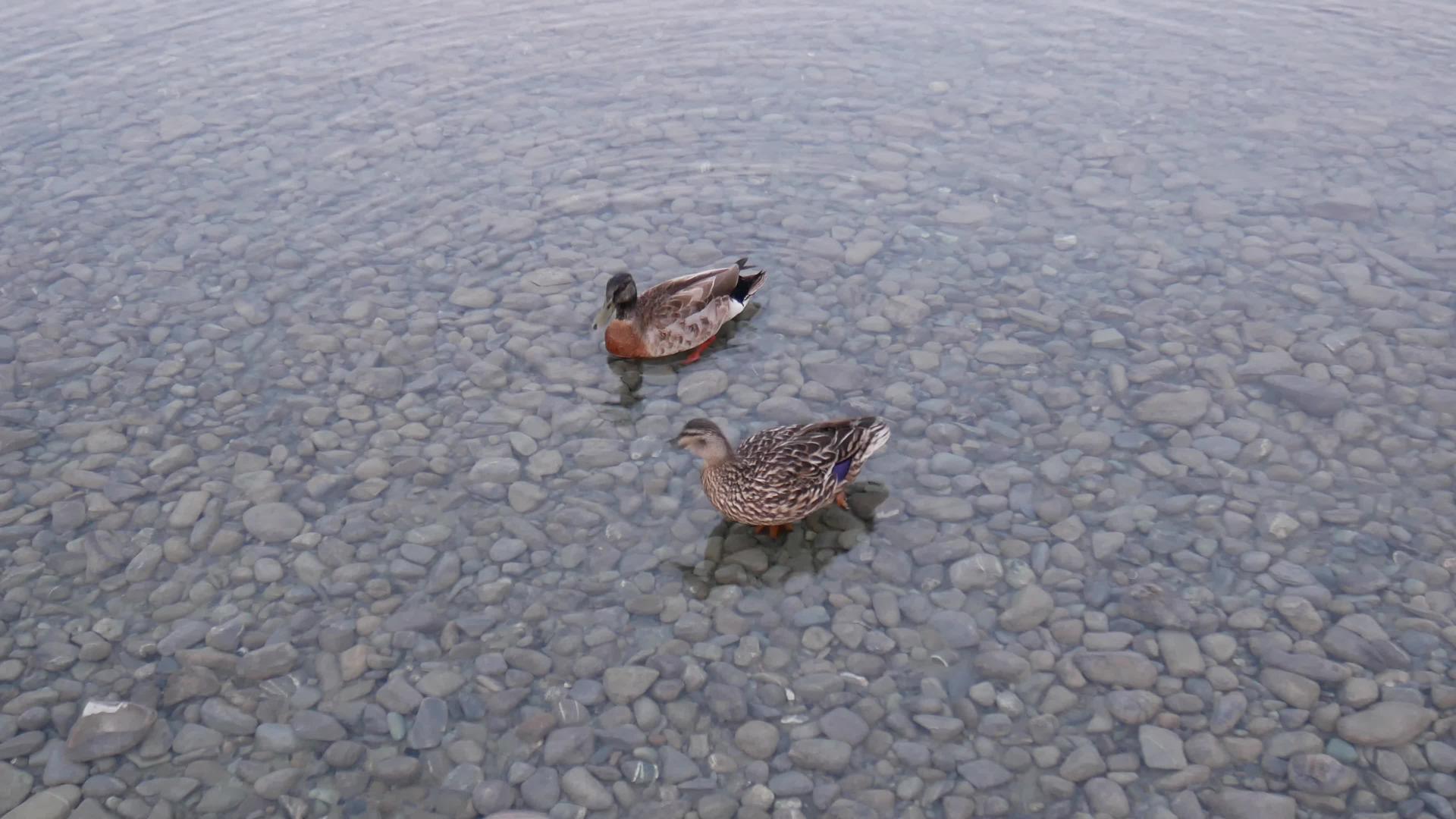 两只野鸭在湖中游泳视频的预览图