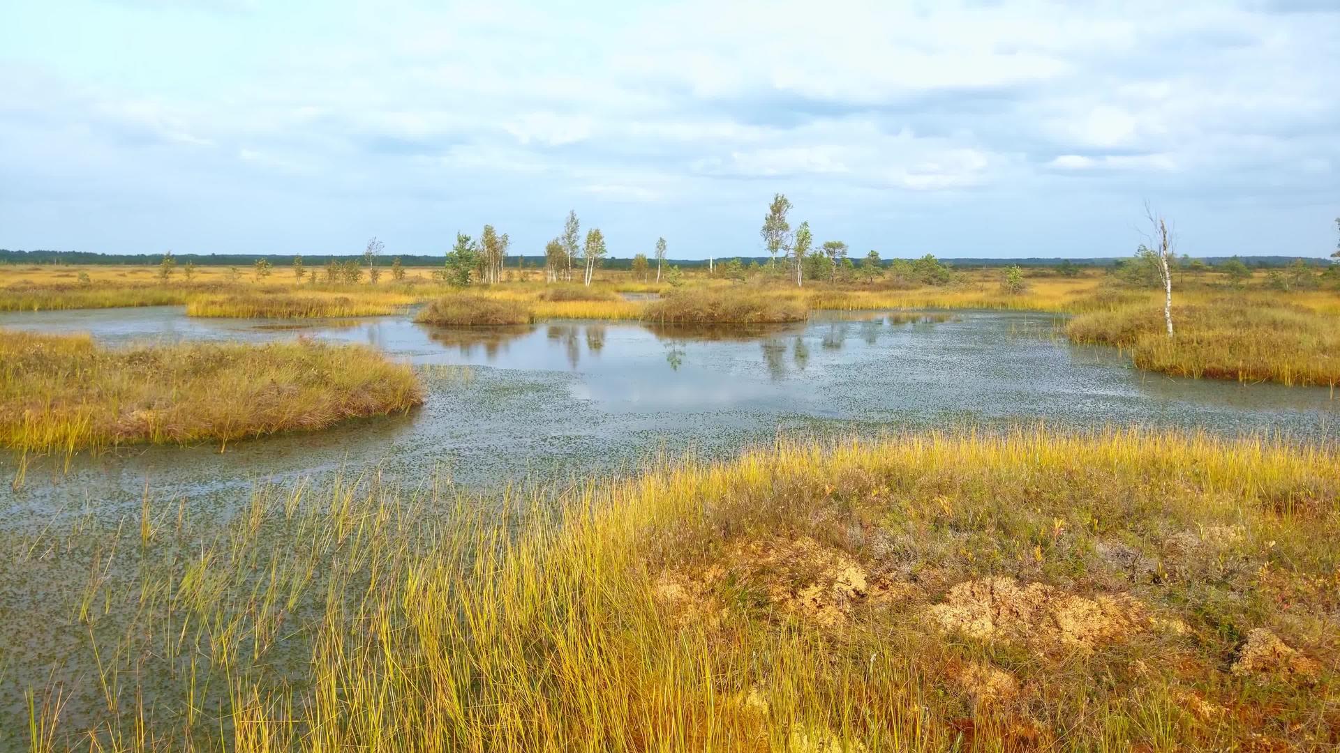 黄色沼泽风景不错秋天有一个小池塘视频的预览图