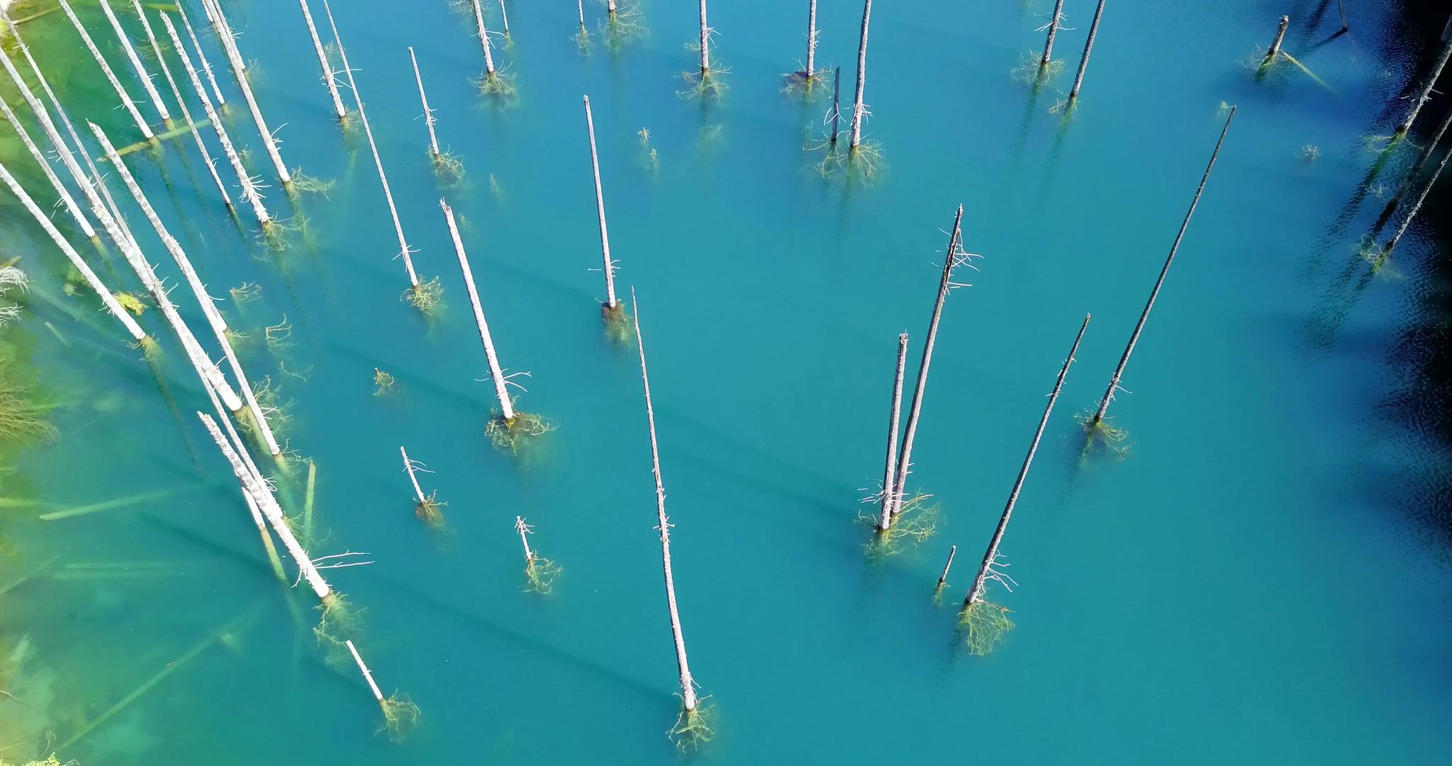 树木从山湖深处升起视频的预览图
