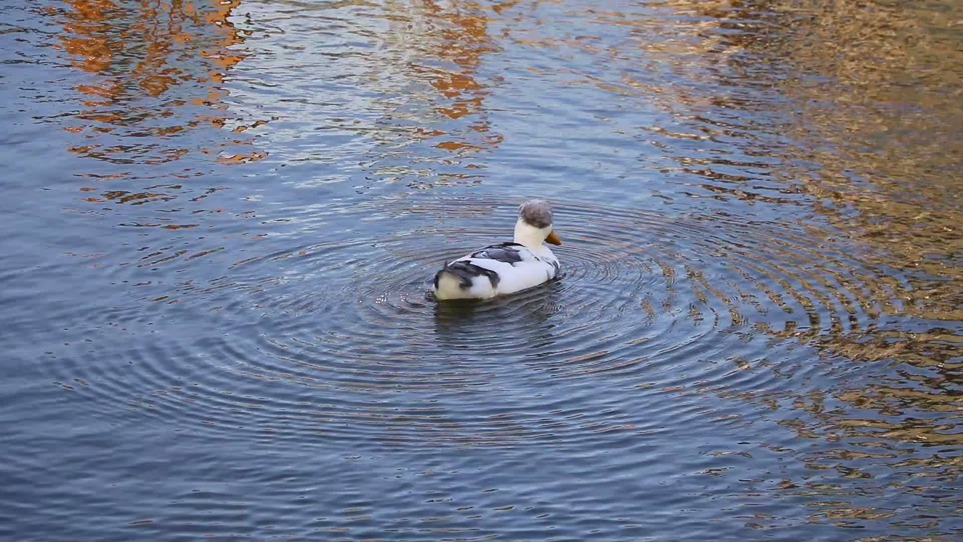 一只美丽的鸭子在湖里游泳视频的预览图