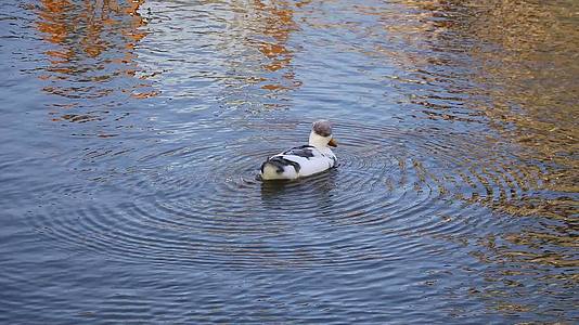 一只美丽的鸭子在湖里游泳视频的预览图