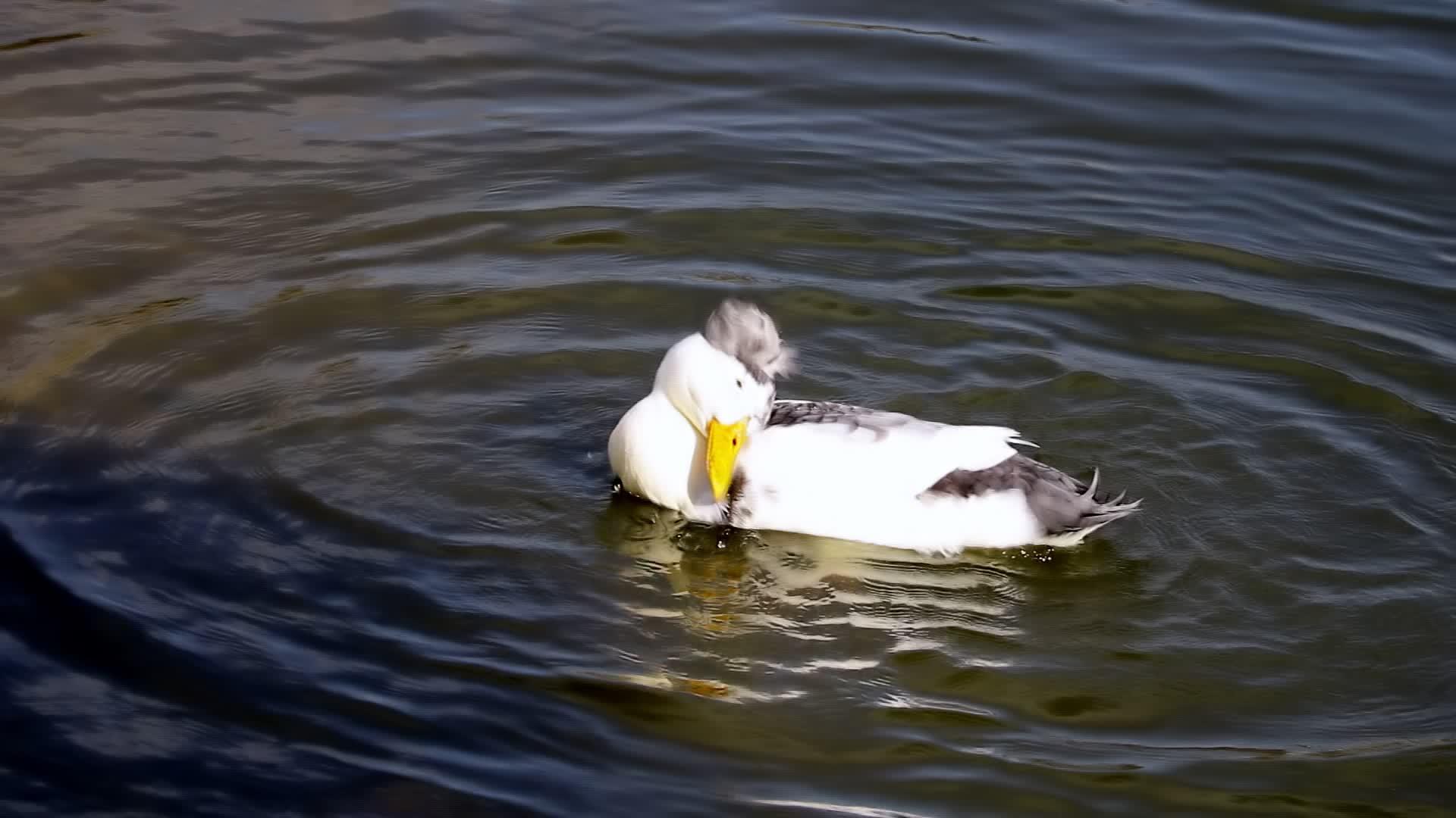 湖里一只漂亮的鸭子洗干净了视频的预览图