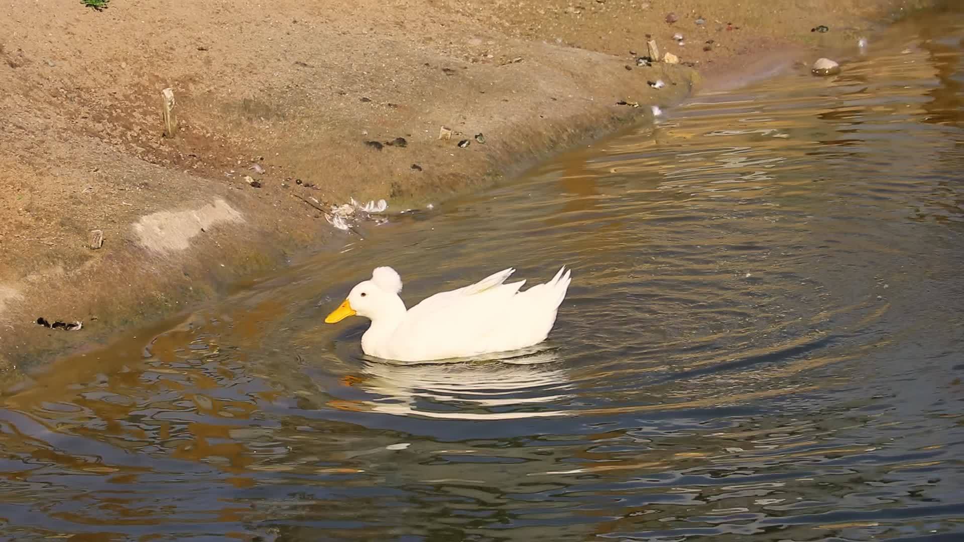 在水里洗澡后一只白鸭上岸了视频的预览图