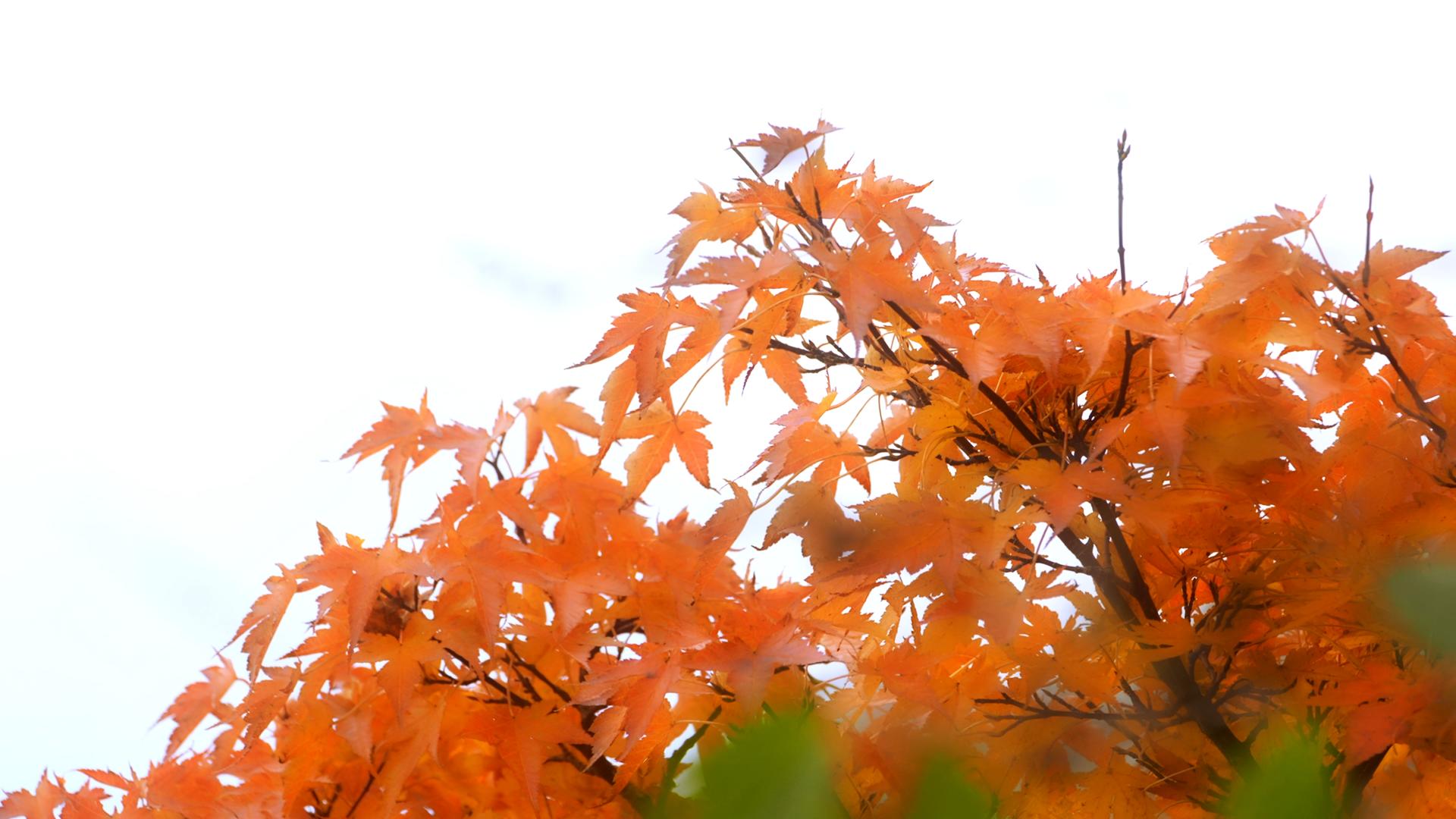 4K秋天金黄的树叶视频的预览图