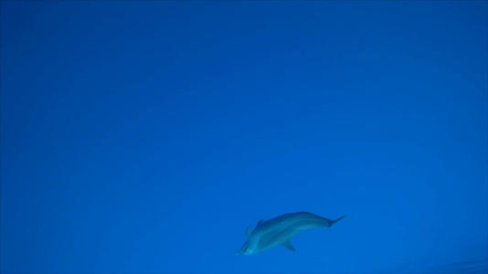 大海里的海豚实拍视频的预览图
