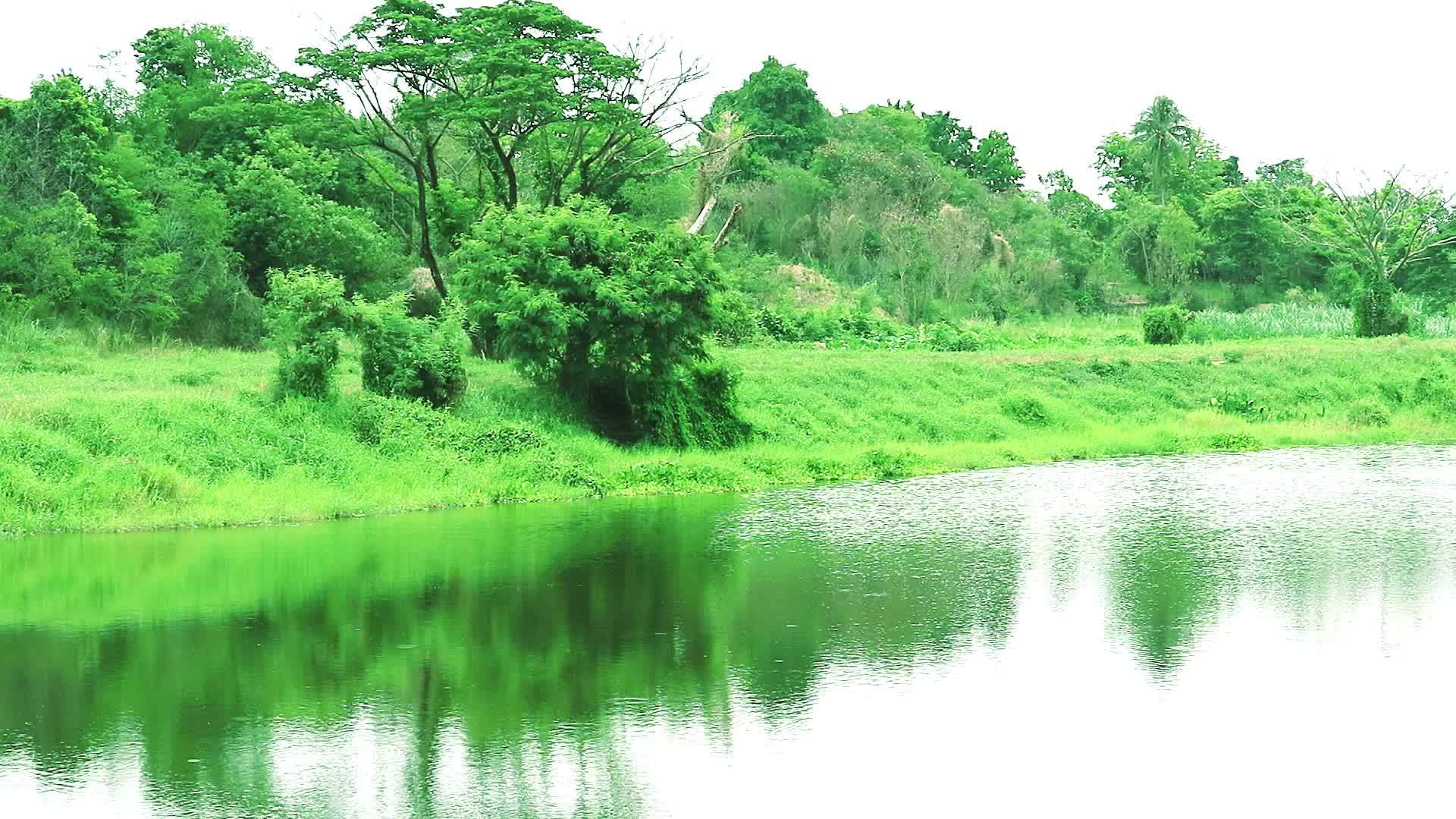 国家湖边水面草的植被表面反射视频的预览图