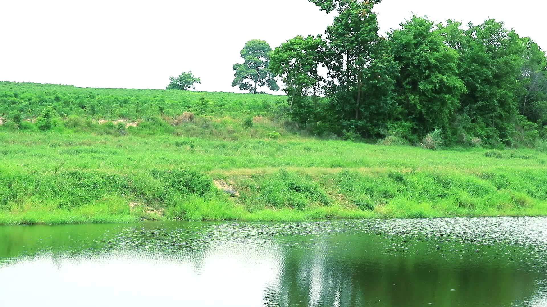 水面上的树木和草原反射器在水面上喷洒树木和植物视频的预览图