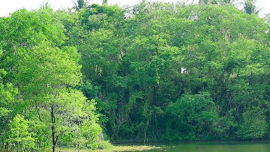 浅绿色的叶子在树上摇摆深绿色的树木在湖中的背景视频的预览图