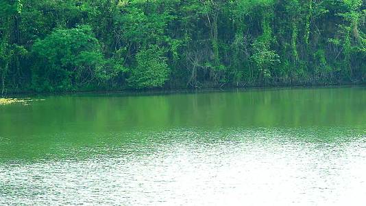 水面深绿树背景湖泊波浪视频的预览图