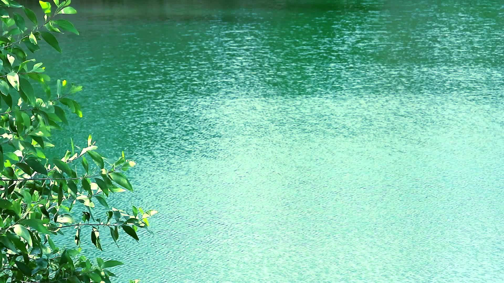 湖面和树上锰的绿色波浪在摇摆视频的预览图