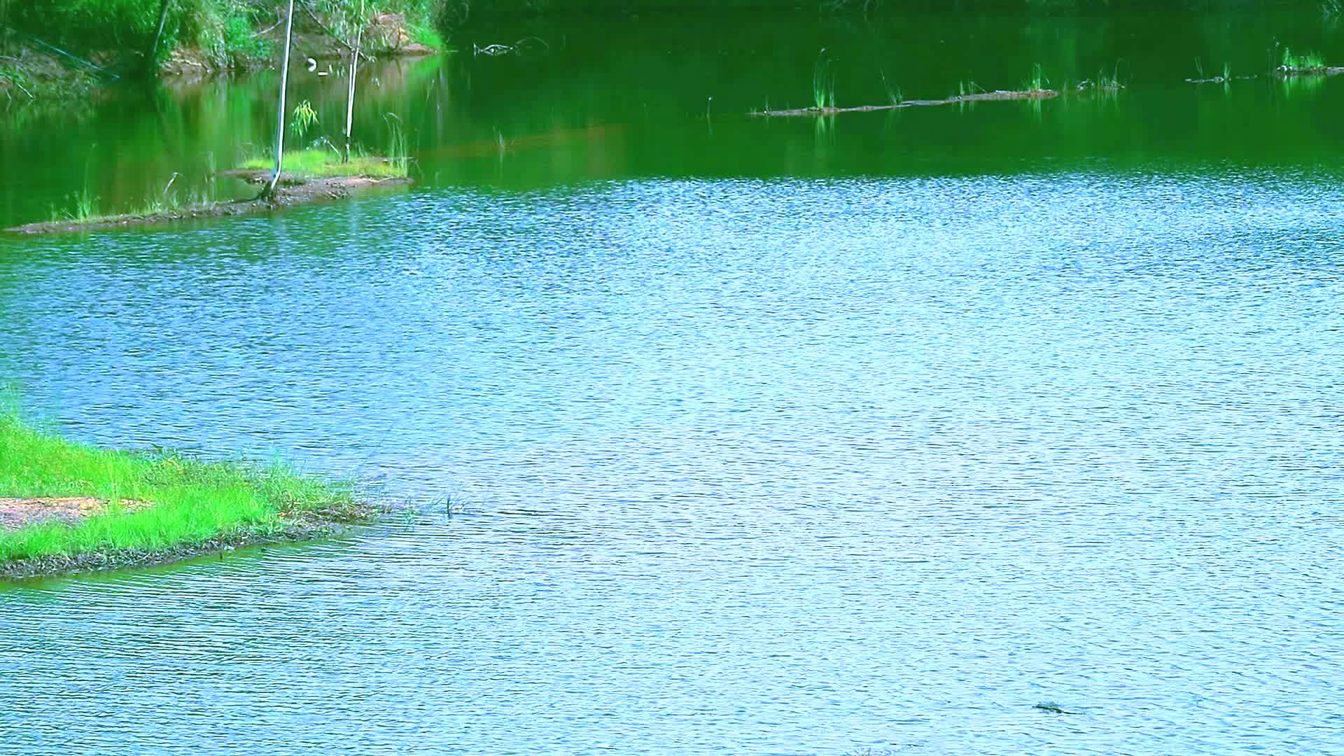 湖边的绿草和水面上的波浪视频的预览图