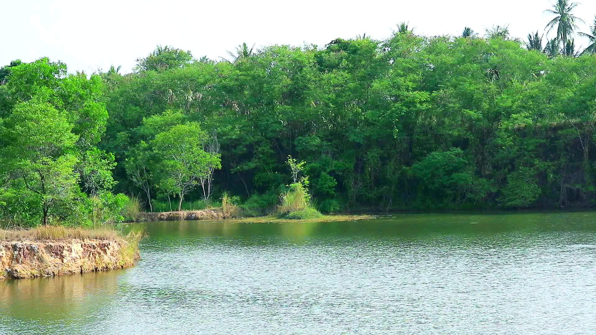湖边的绿树和水面上的波浪视频的预览图