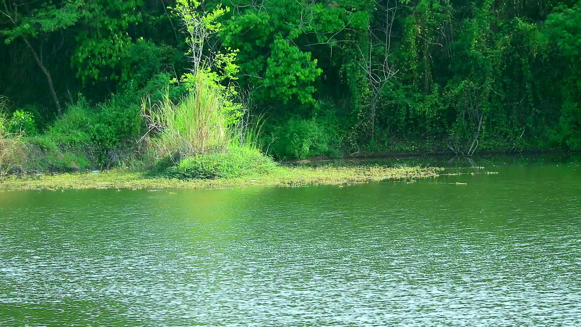 湖边的绿树和水面的波浪是2视频的预览图