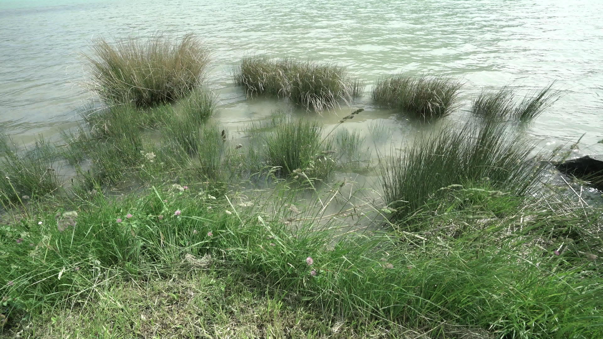湖边的草地视频的预览图