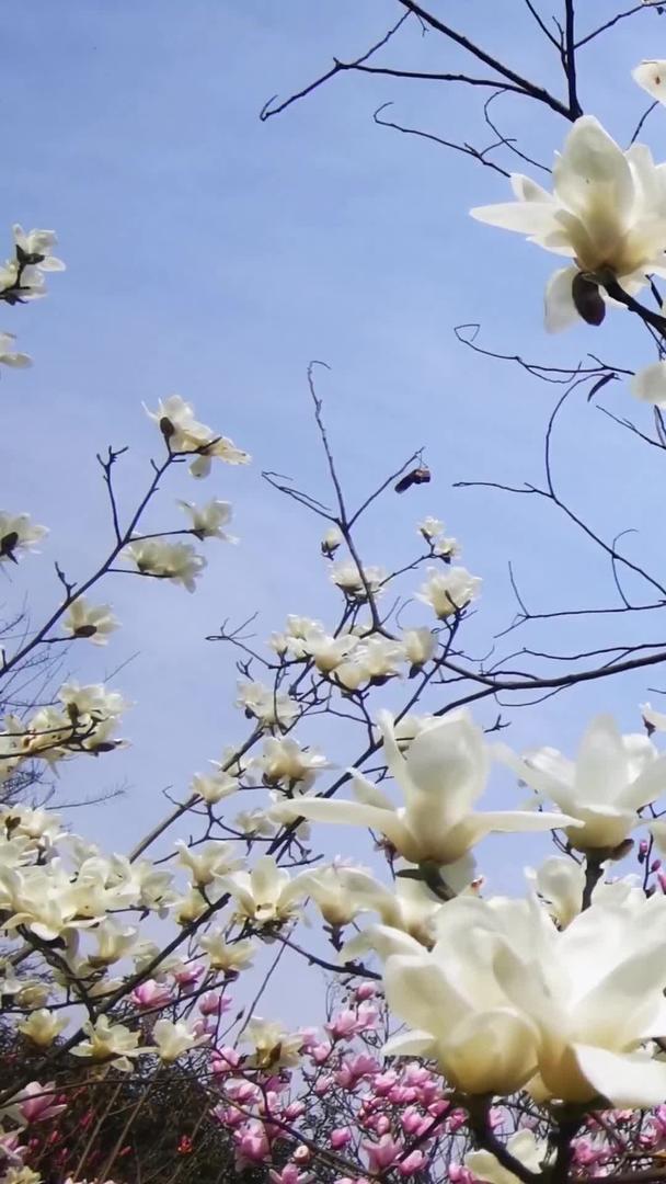 玉兰花在春天盛开视频的预览图