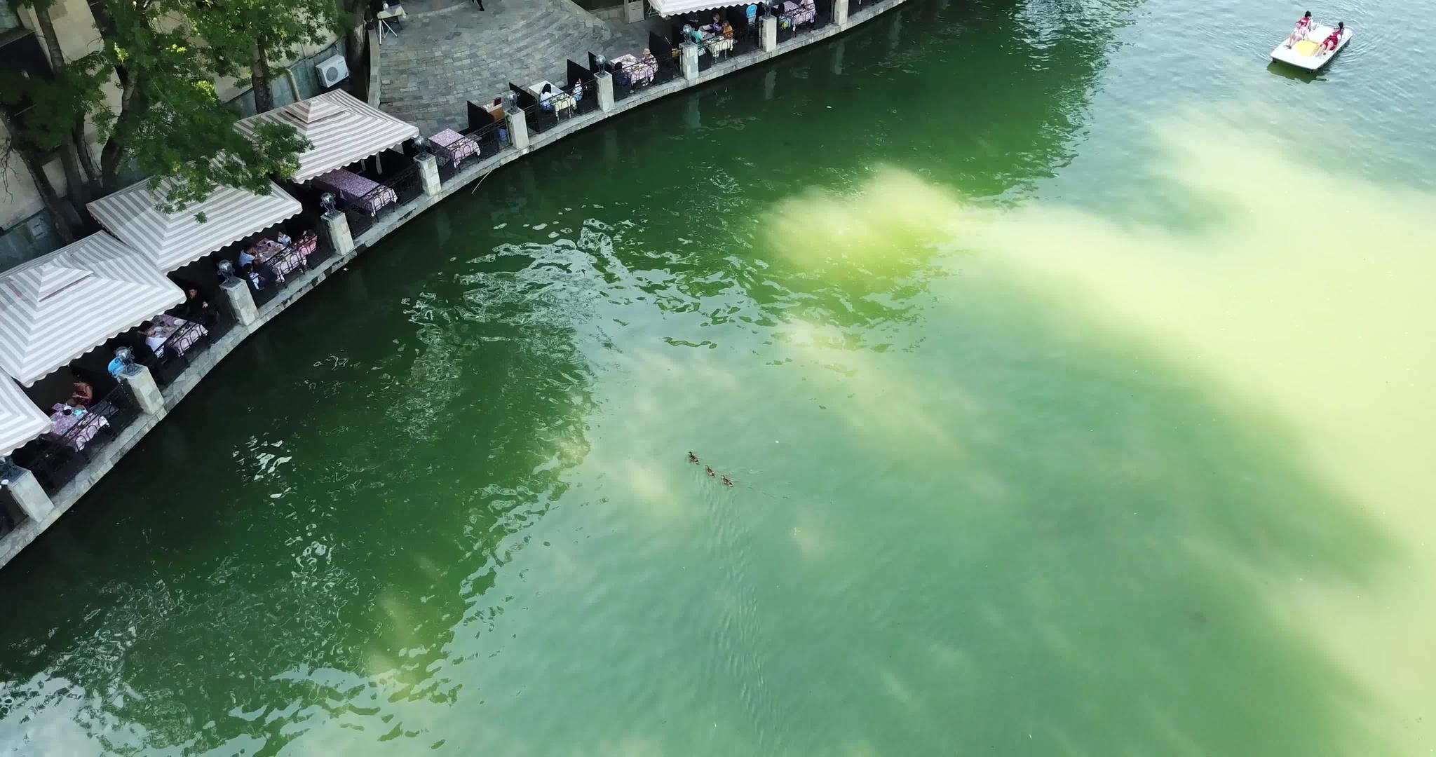 一群鸭子在池塘的公园里游泳视频的预览图