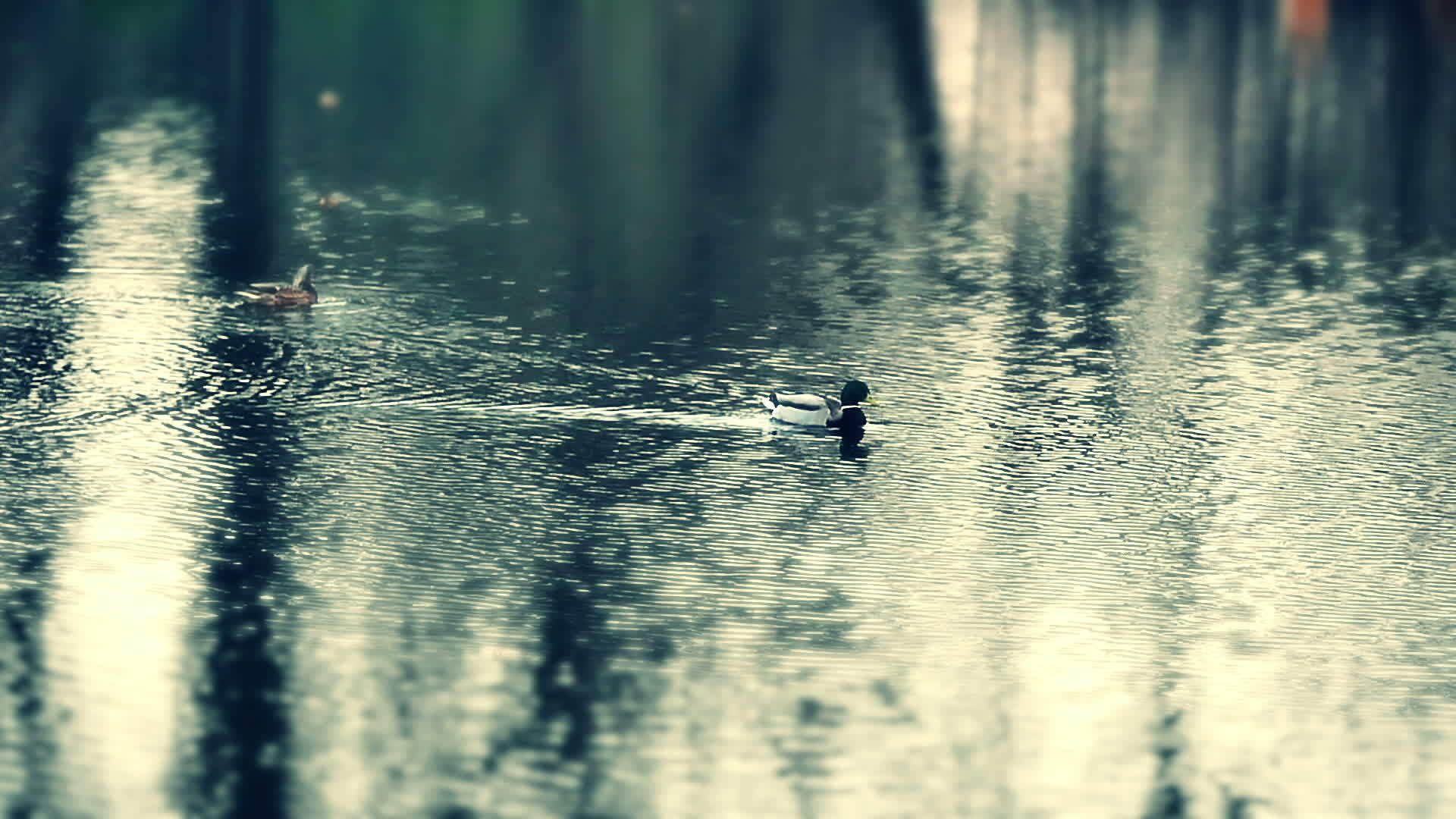 湖中慢动的鸭子视频的预览图