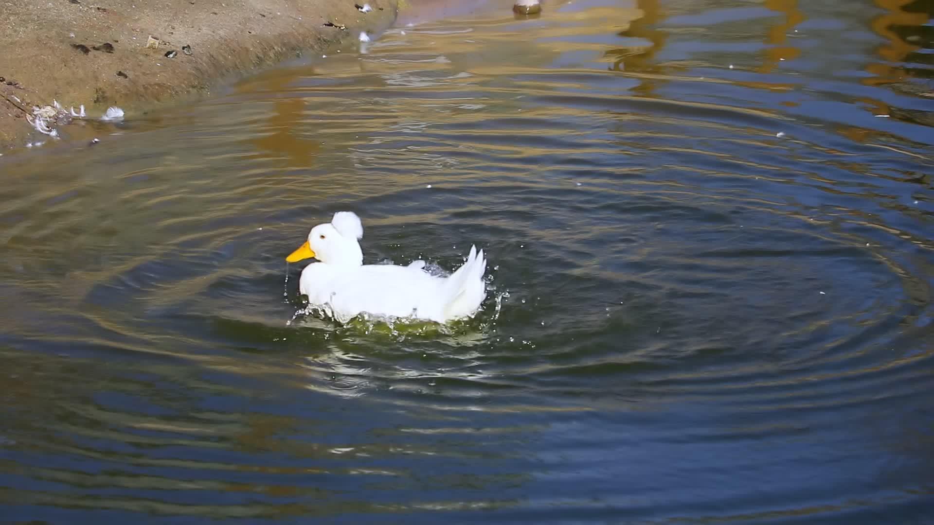美丽的白鸭被冲进湖里或河里视频的预览图