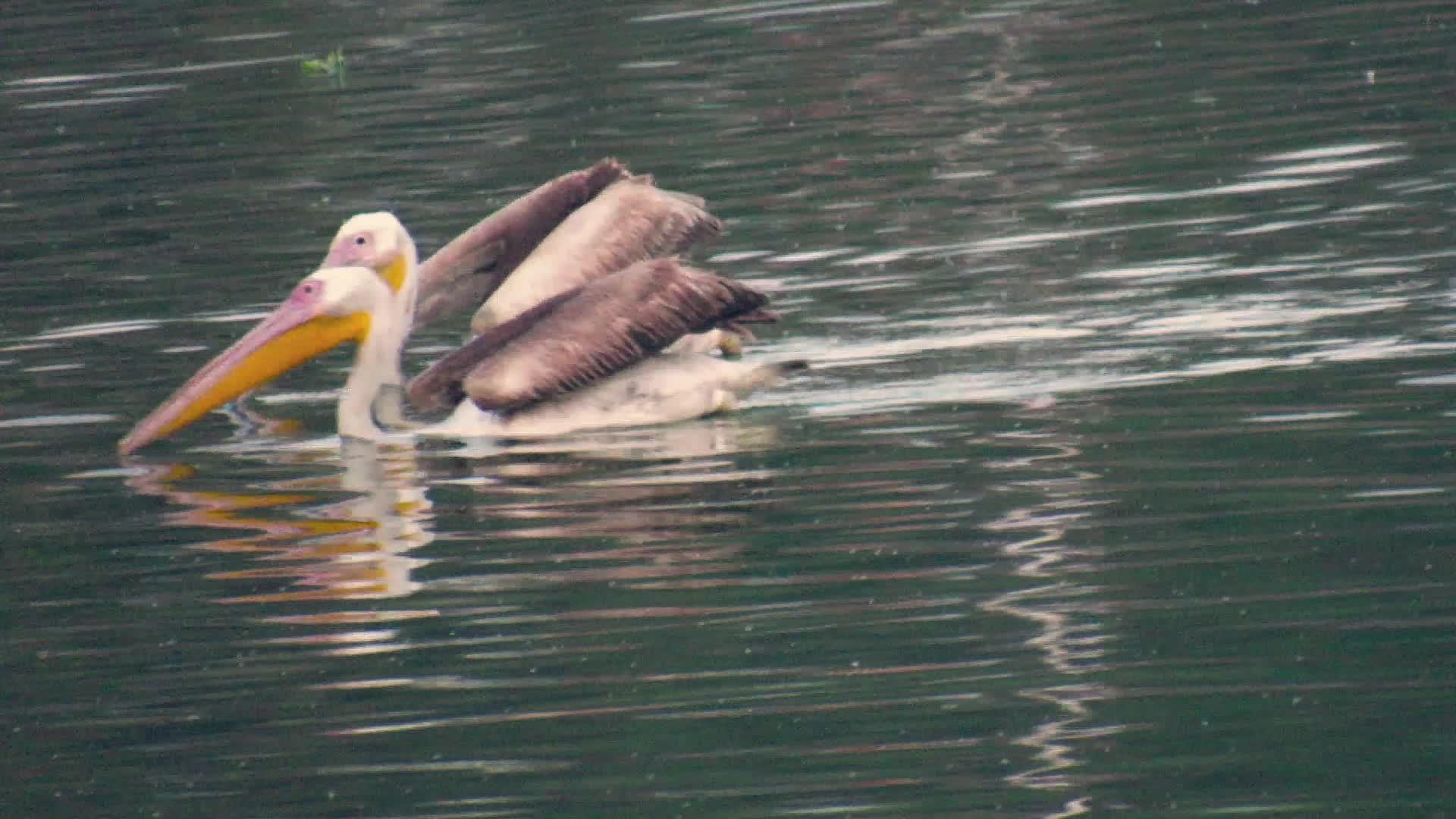 白天在湖里放水鸡的队伍或木筏视频的预览图