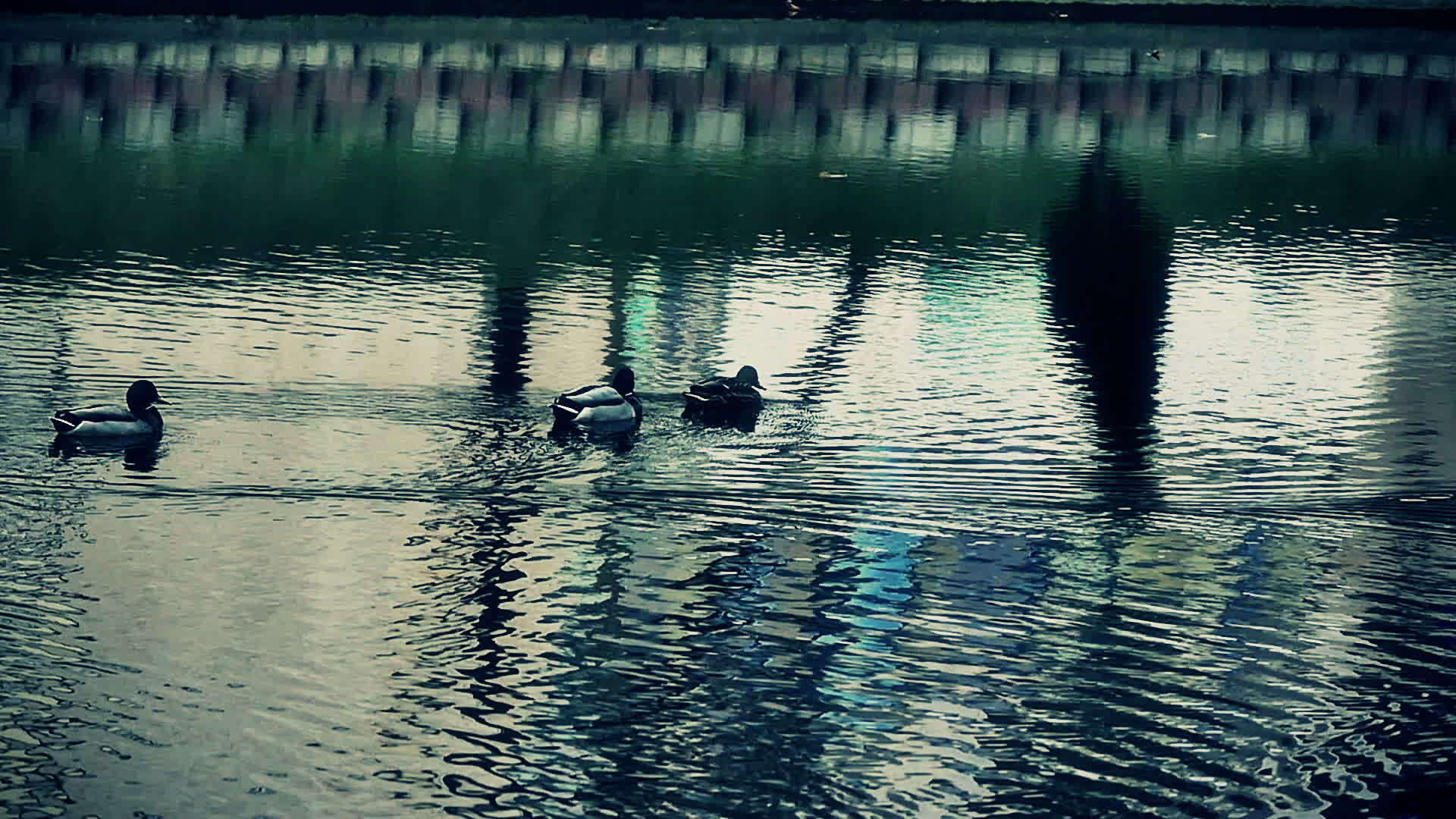 湖中慢动的鸭子视频的预览图