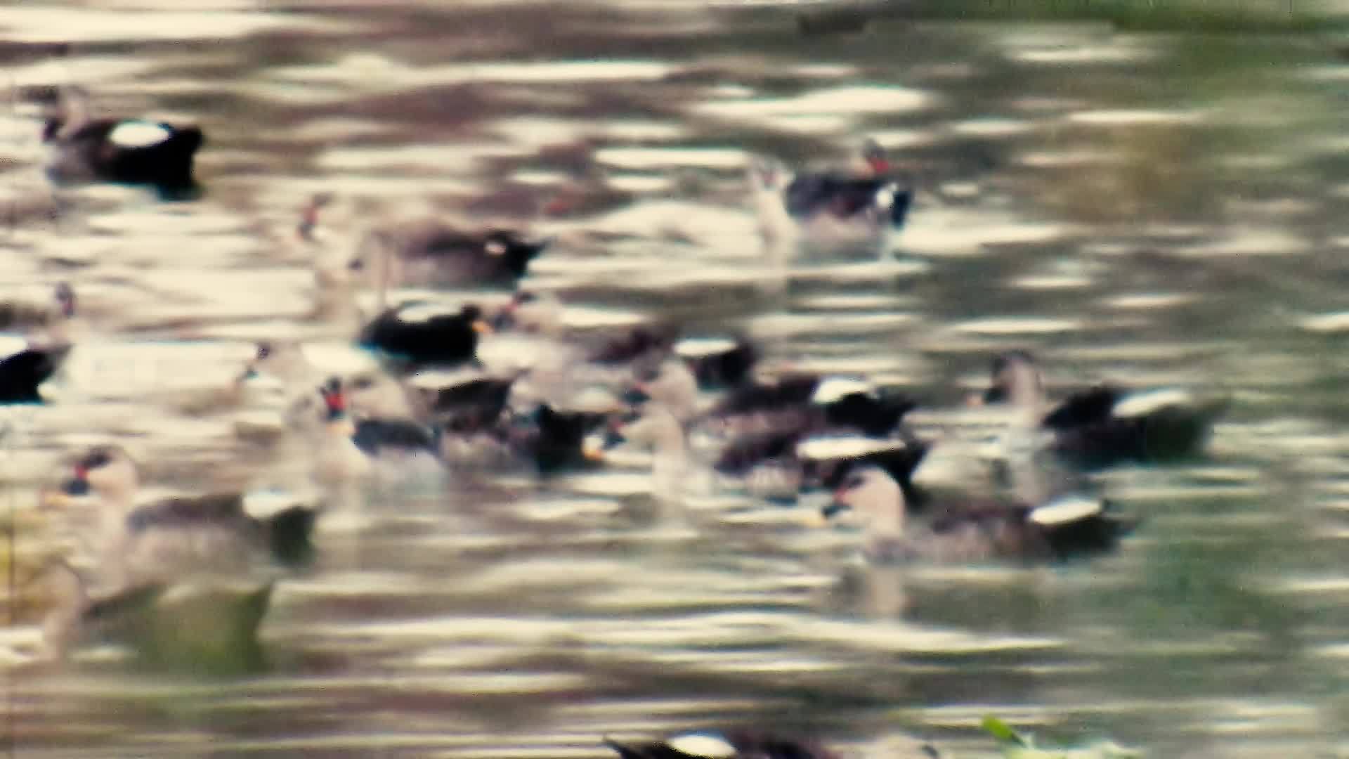 白天在湖里放水鸡的队伍或木筏视频的预览图