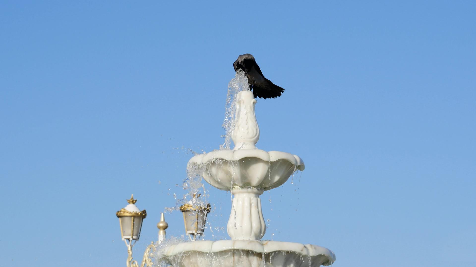 一只乌鸦喝水一只邪恶的乌鸦在城市公园的喷泉里给野生动物洗澡视频的预览图