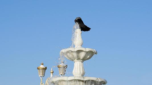 一只乌鸦喝水一只邪恶的乌鸦在城市公园的喷泉里给野生动物洗澡视频的预览图