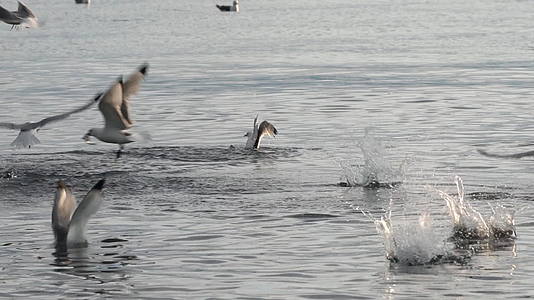 太平洋海鸥和鸟类在水中飞行在海洋中捕鱼视频的预览图