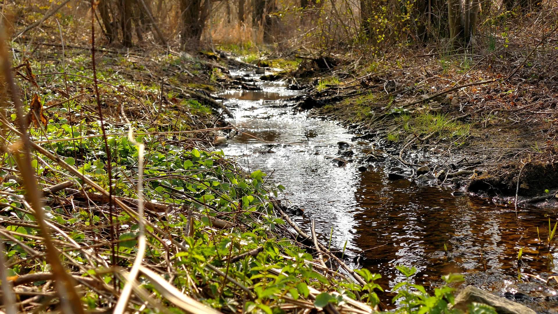 温柔的春天在德国森林的溪流中视频的预览图