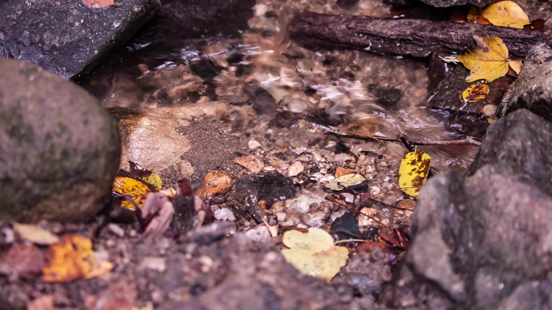 小溪上的秋叶视频的预览图