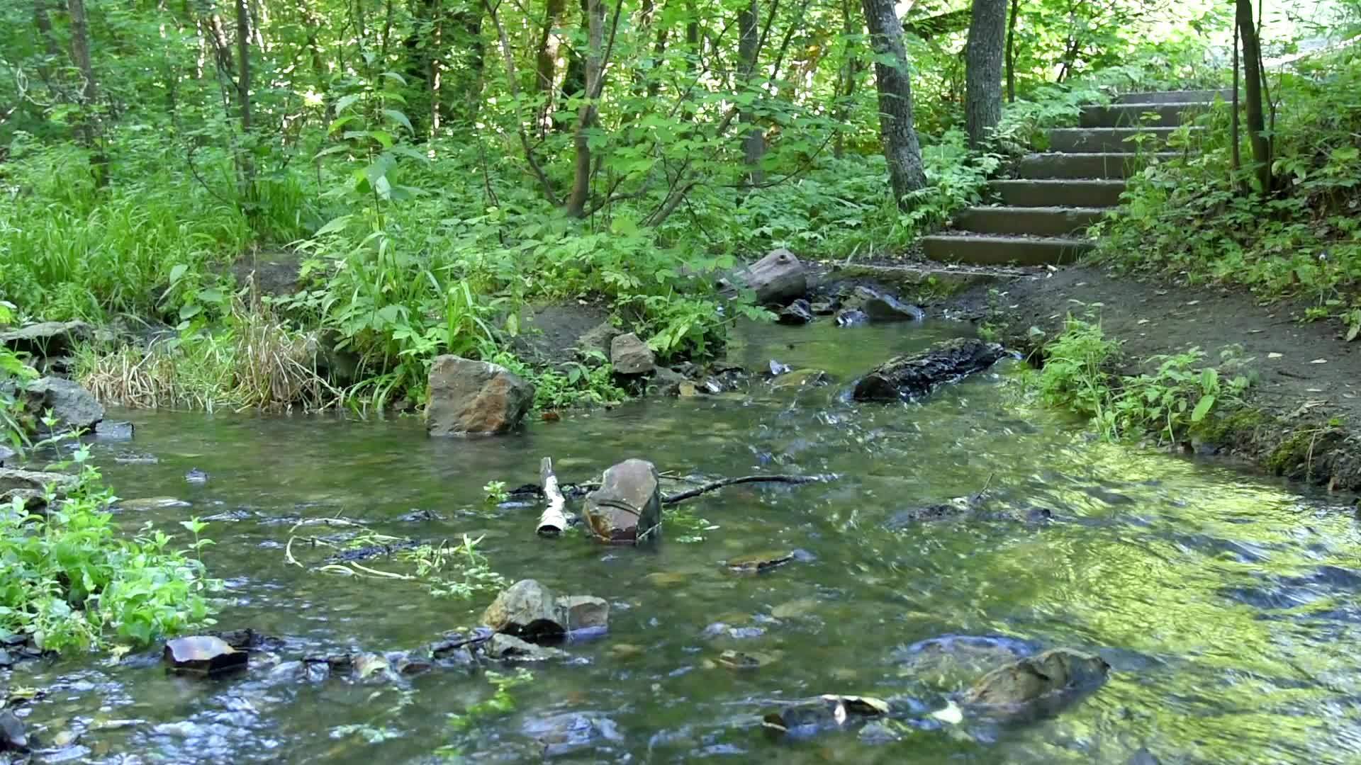 森林溪流爬下楼梯视频的预览图
