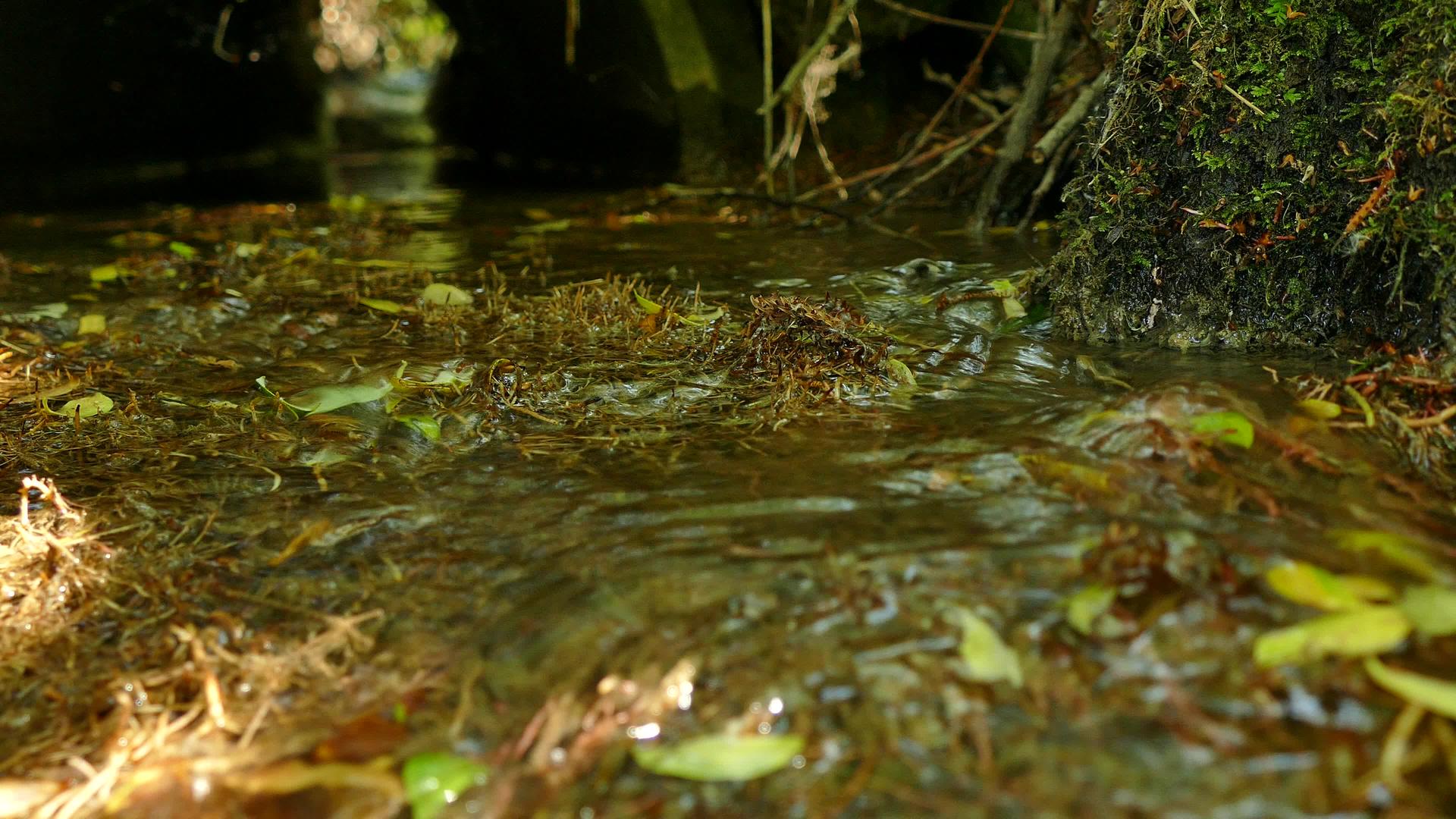 小溪位于德国森林的低角视频的预览图
