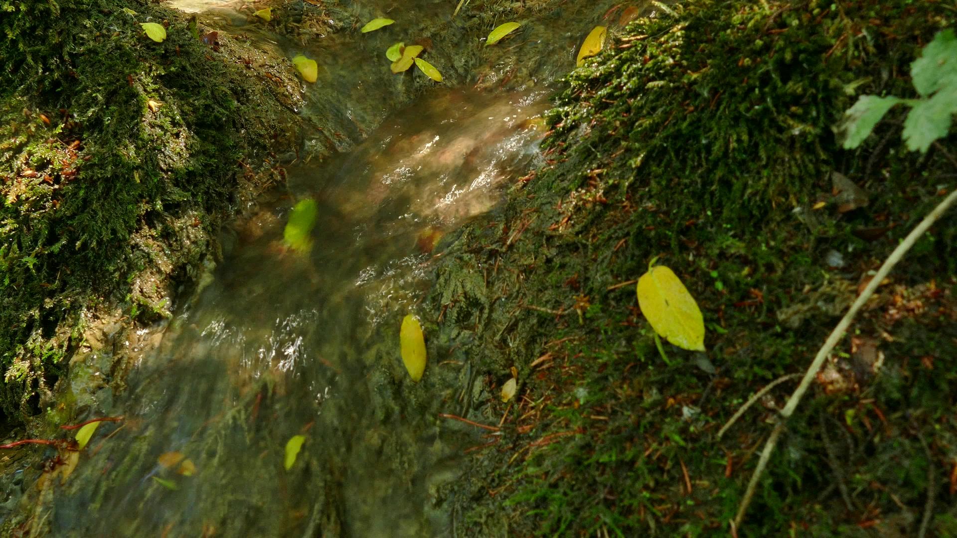 德国森林中的一条小溪视频的预览图
