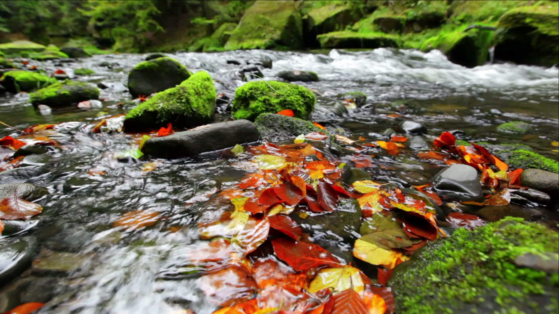 卡梅尼斯河在秋天视频的预览图