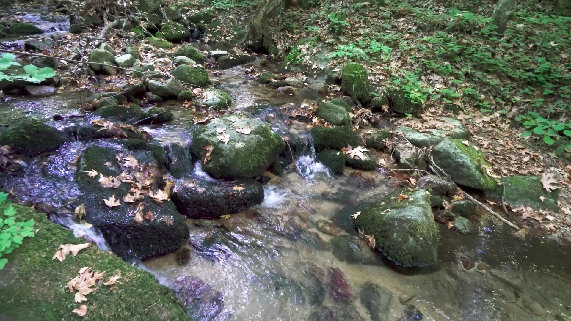 流淌在森林中的溪流和岩石之间视频的预览图