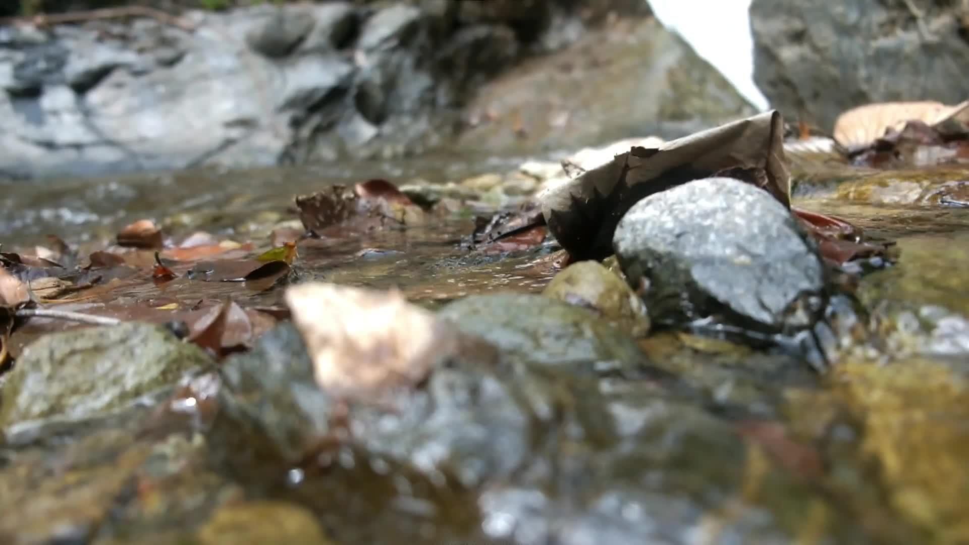 水河在森林中轻轻流淌视频的预览图