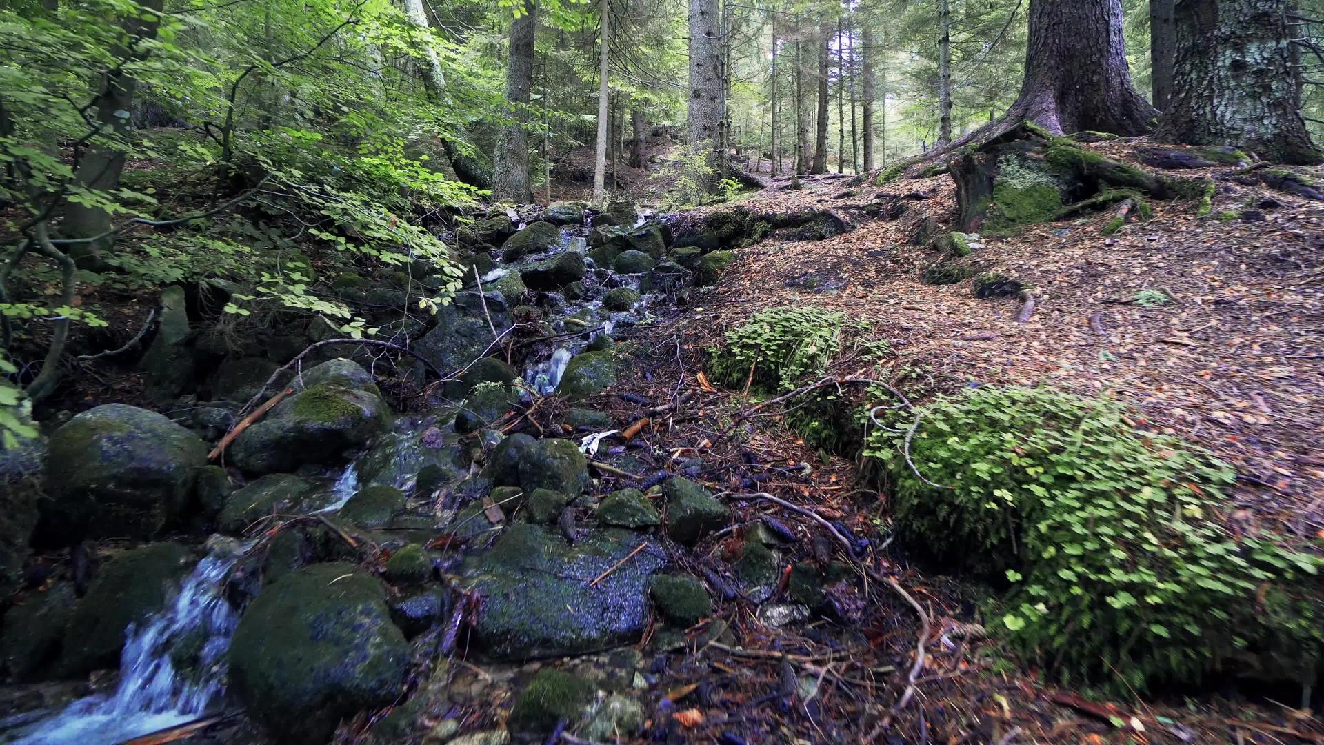 秋天松林中的山影像自然拍摄视频的预览图