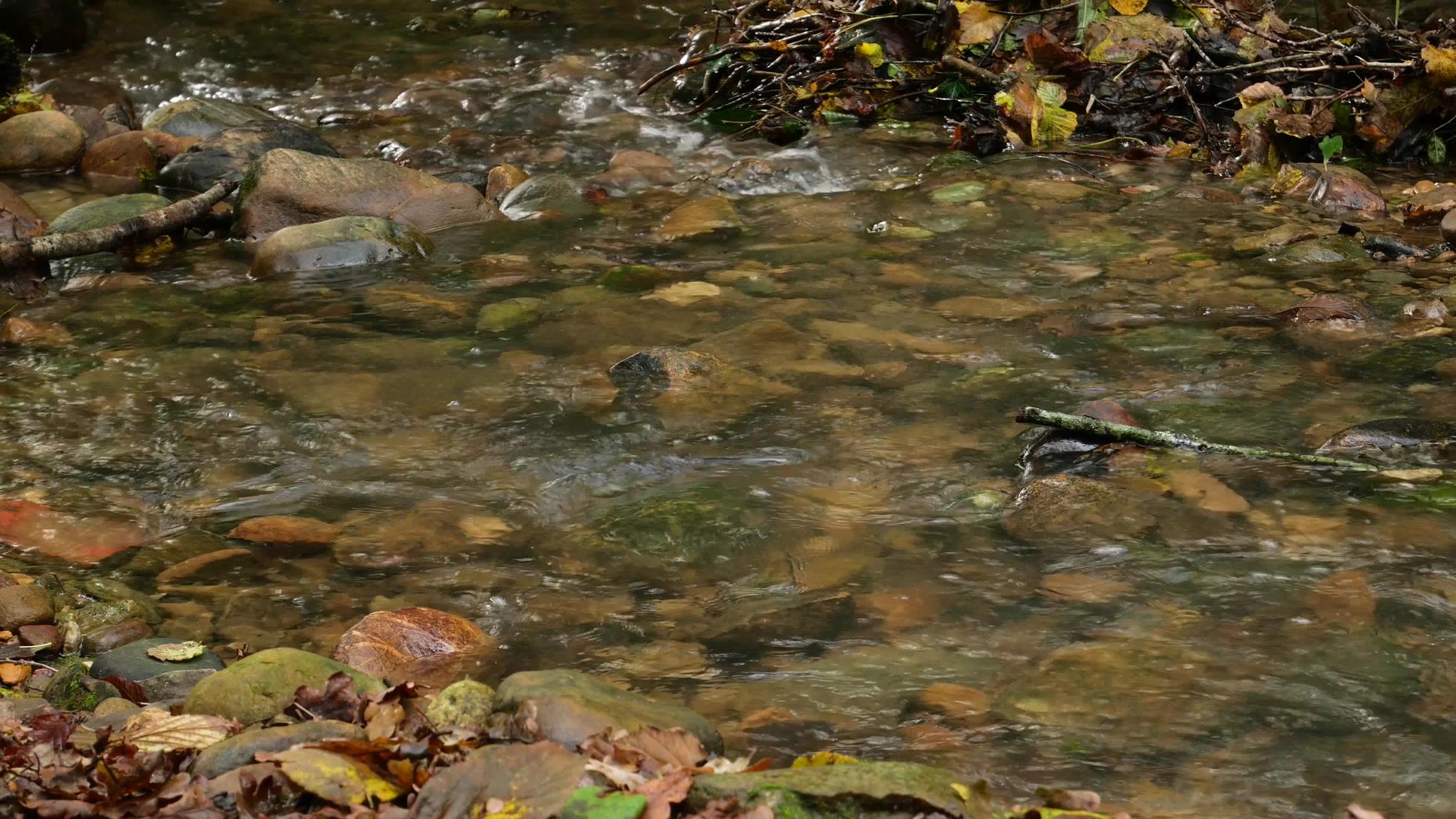小岩河溪流视频的预览图