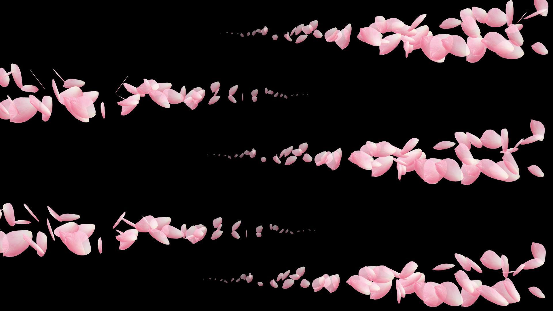 玫瑰花瓣路径转场视频的预览图