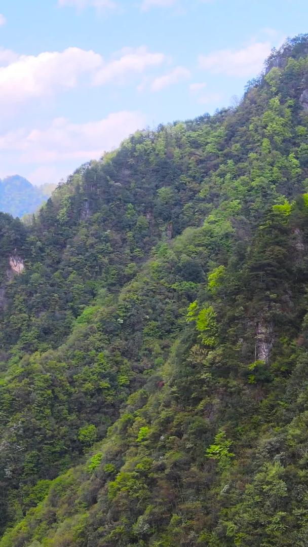 神农架林区5A景区原始森林航拍集合集合视频的预览图