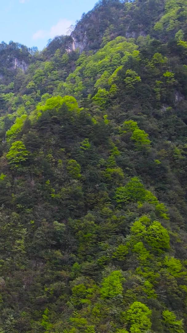 神农架林区5A景区原始森林航拍集合集合视频的预览图