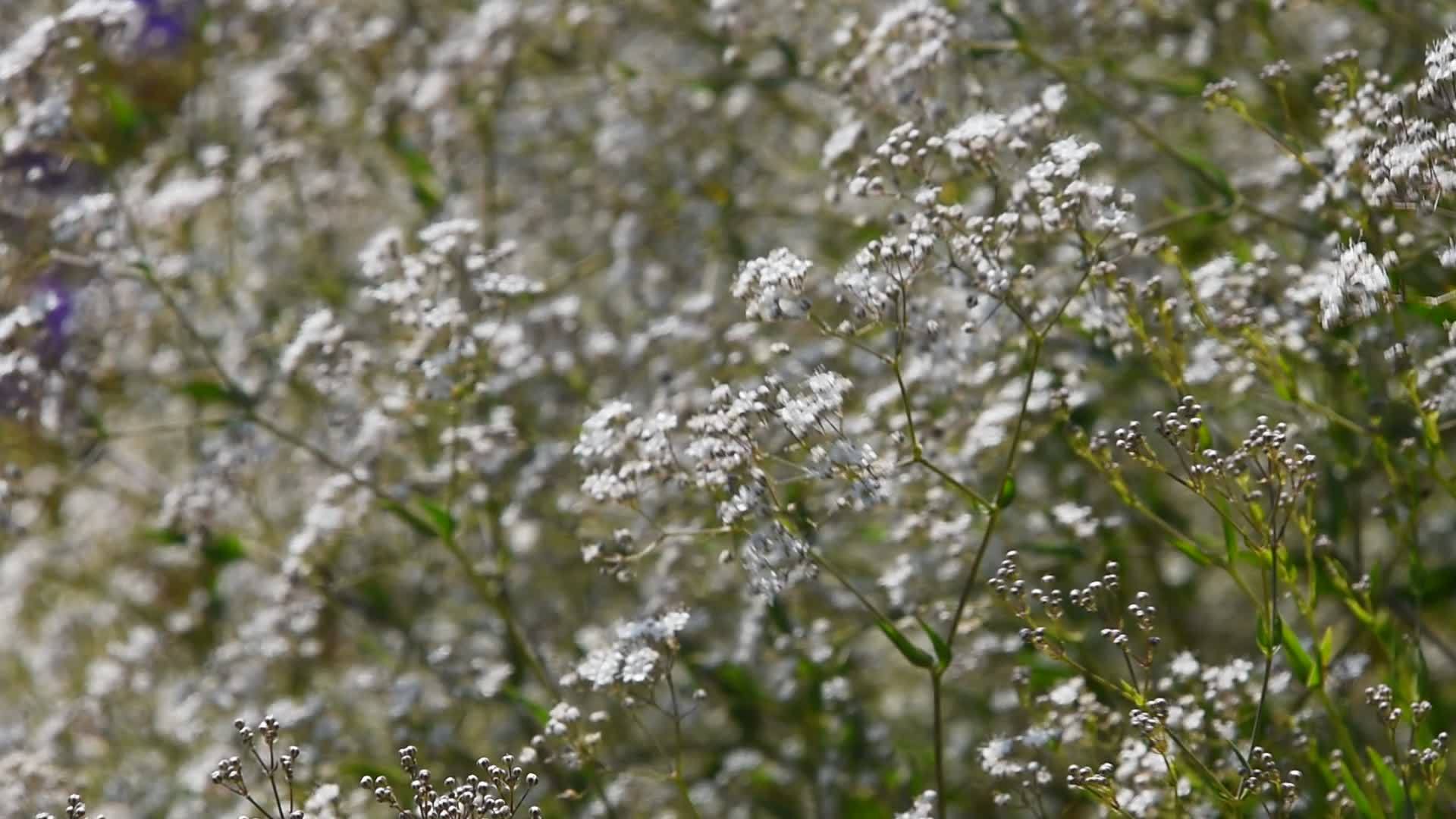 普通白花常见白花视频的预览图