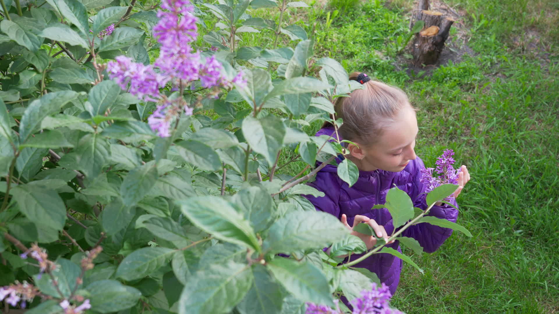 花春花园里有丝香的美丽女孩视频的预览图
