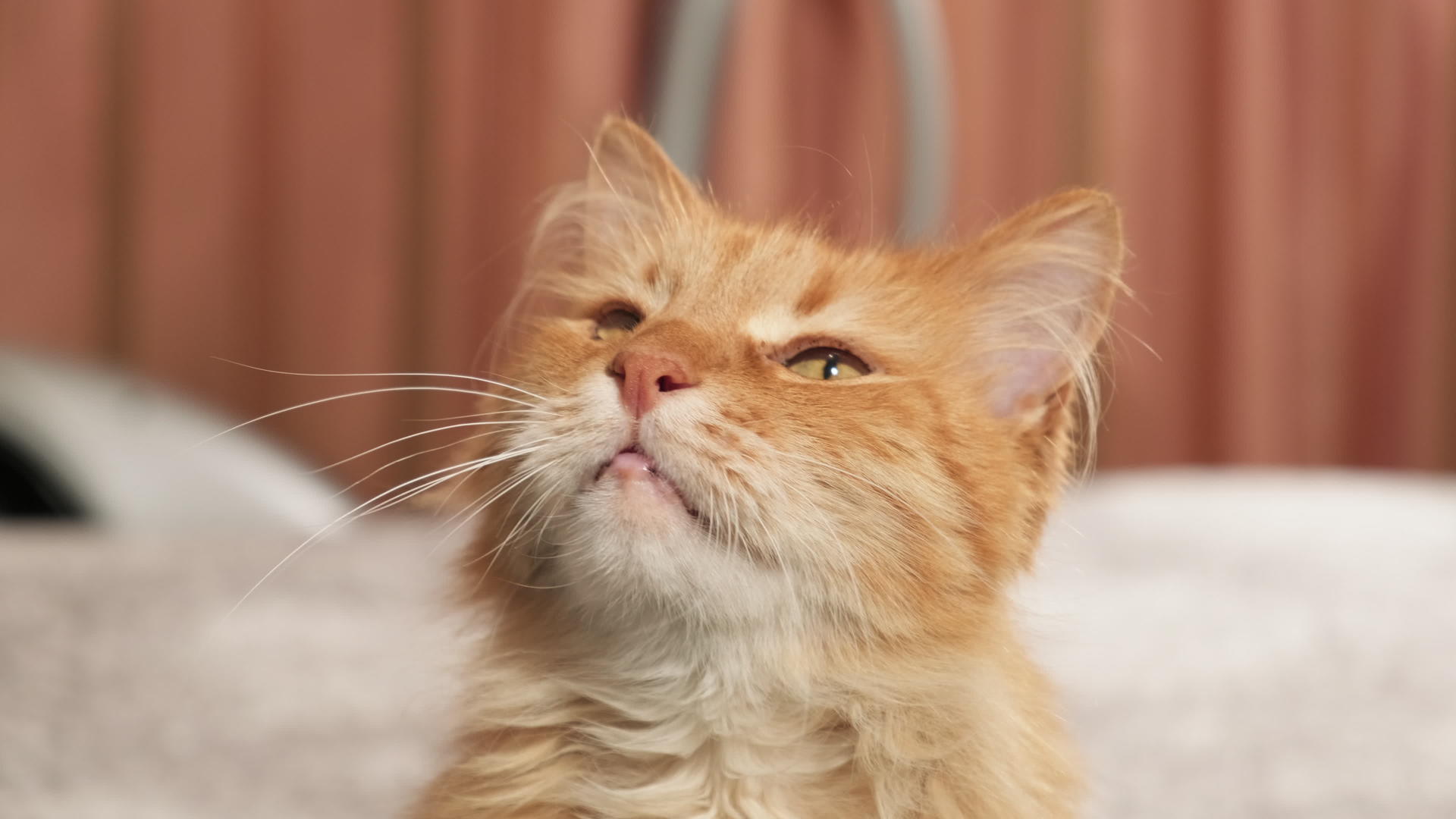 一只可爱的成年红猫坐下来抬头看着视频的预览图