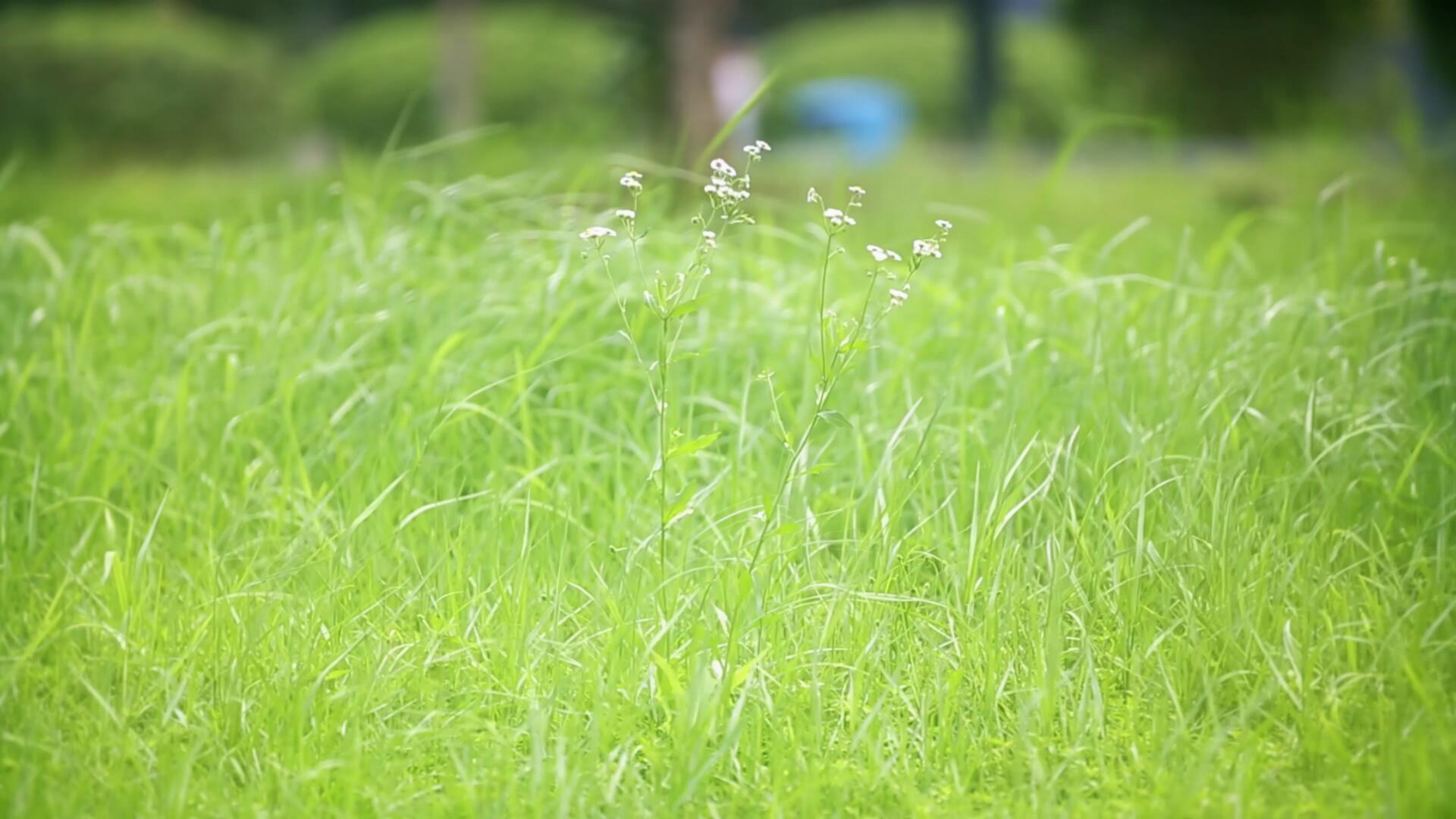 绿意盎然自然草地随风飘舞的野花视频的预览图