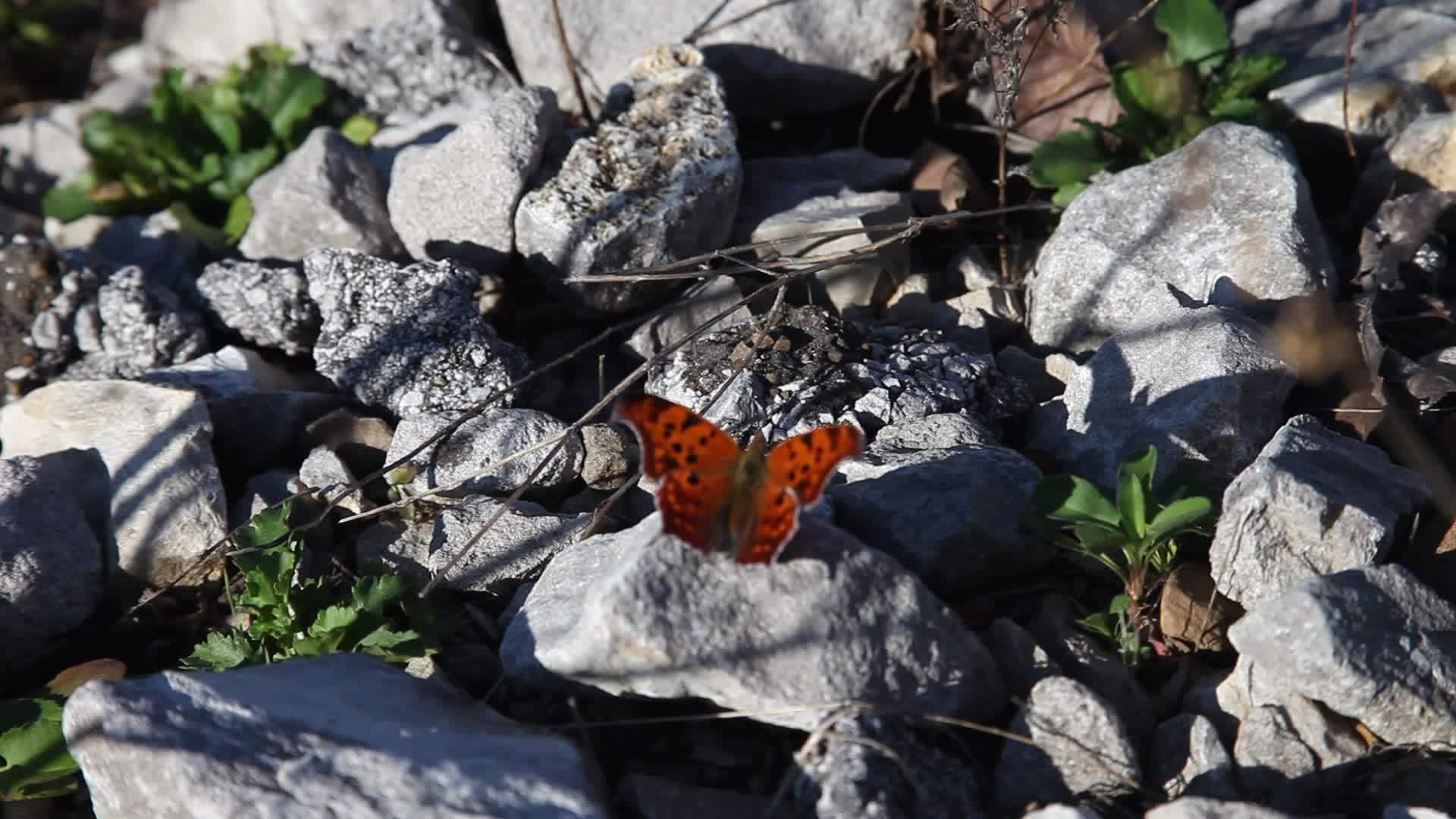 美丽的橙色蝴蝶视频的预览图